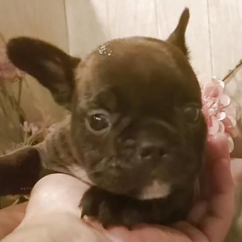 フレンチブルドッグ
