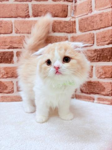 スコティッシュフォールド