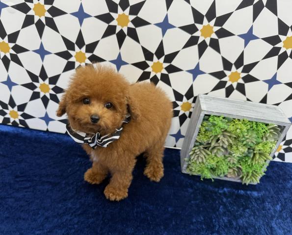 トイプードル♪成犬時2kg未満予想