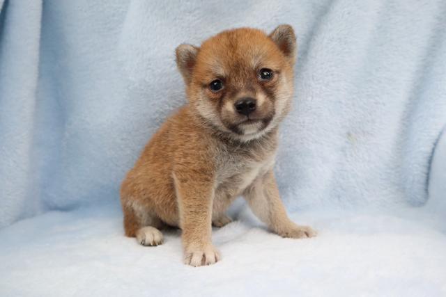 柴犬❣️まん丸で可愛い★表示価格は生体価格、ワクチン、マイクロチップ、生命、先天性病気保障、など諸費用全部含むの総額です！ ★ご来店お待ちしております。あ