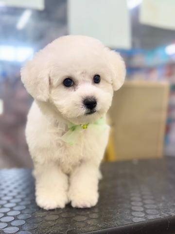 ビションフリーゼ