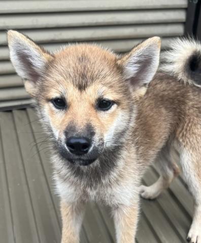 柴犬