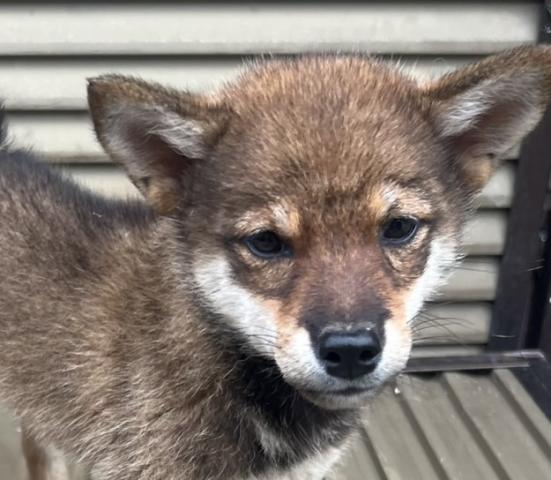 柴犬