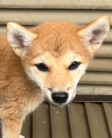 柴犬