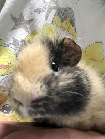 テディモルモット