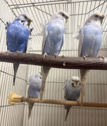 羽衣セキセイインコ