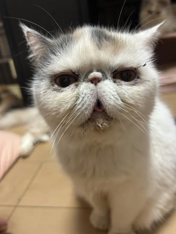 エキゾチックショートヘアー