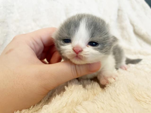 ブリティッシュショートヘア