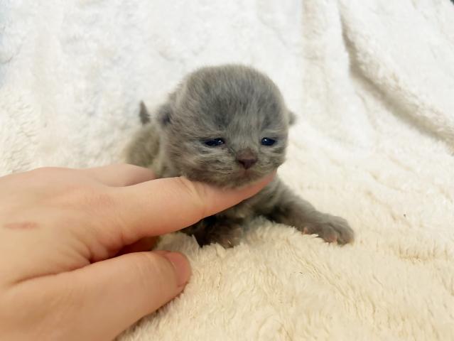 ブリティッシュショートヘア