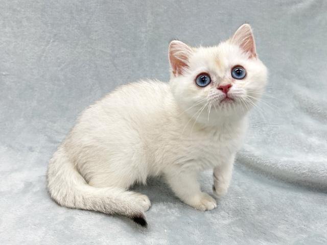 ブリティッシュショートヘア