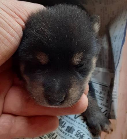 柴犬