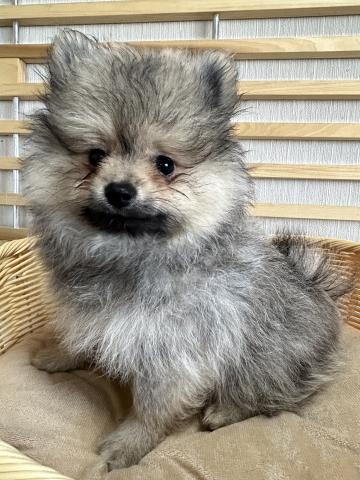 ポメラニアン