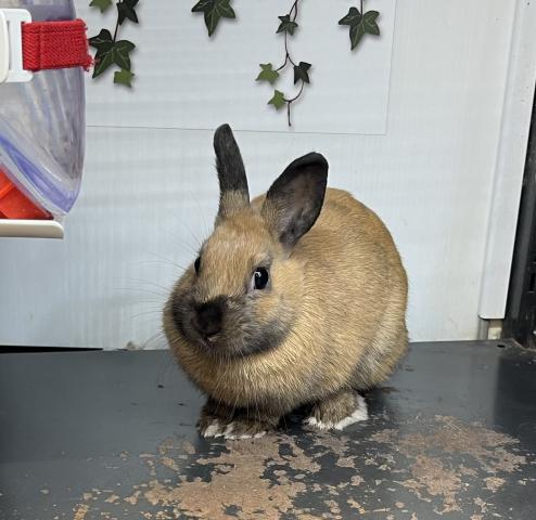 ネザーランドドワーフ