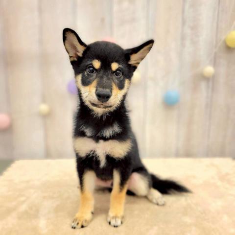 柴犬
