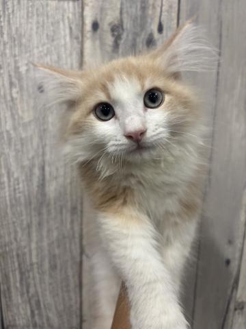 ノルウェージャンフォレストキャット