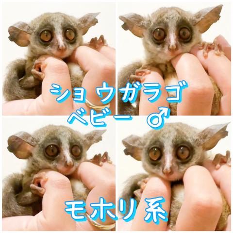 ショウガラゴ