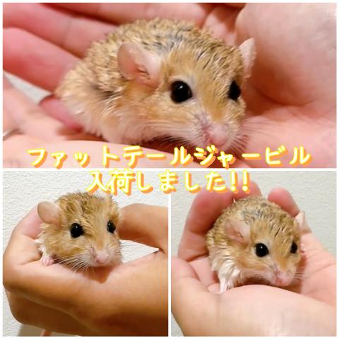 ファットテールジャービル