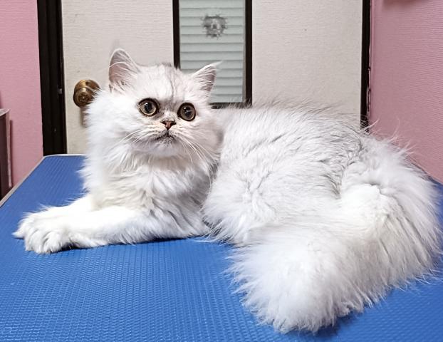 ペルシャ・ヒマラヤン
