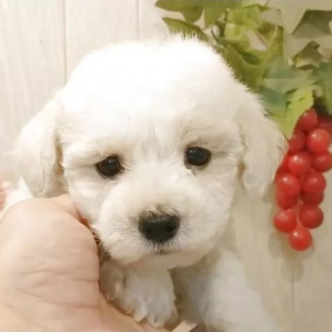 ビションフリーゼ