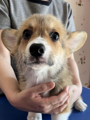 ウェルシュコーギーペンブローク