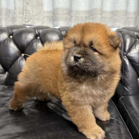 チャウチャウ