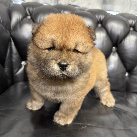 チャウチャウ