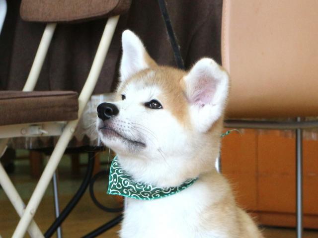 秋田犬