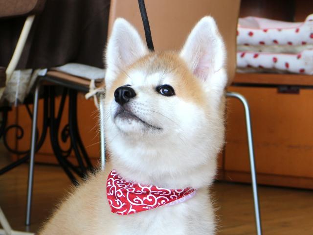 秋田犬