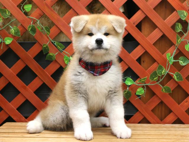 秋田犬