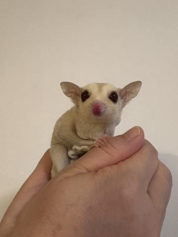 クリミノ