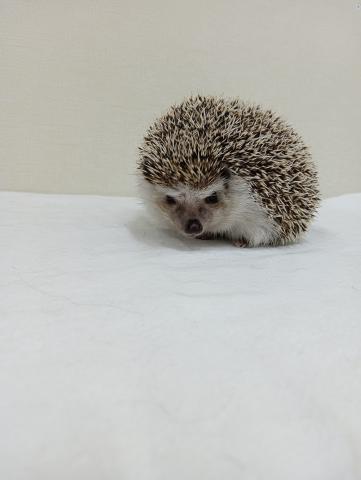 ハリネズミ