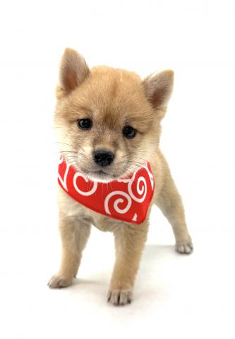 柴犬