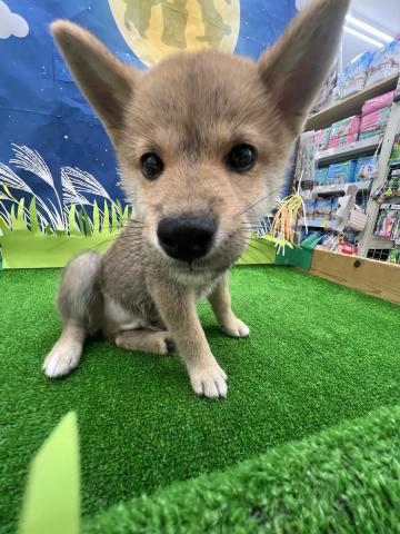 柴犬