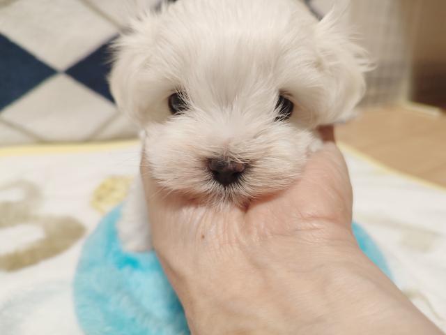 マルチーズ