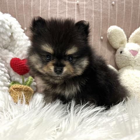 ポメラニアン