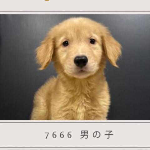 ゴールデンレトリーバー