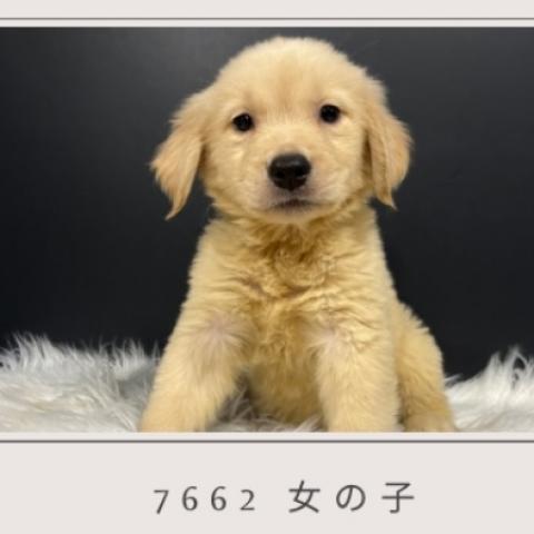 ゴールデンレトリーバー