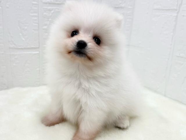 ポメラニアン