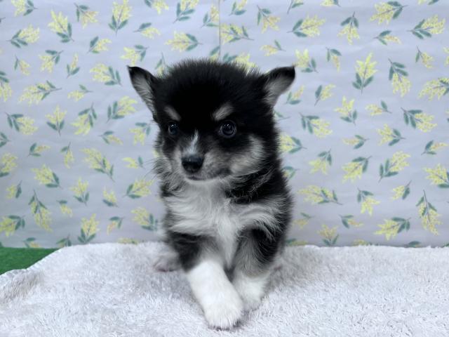 MIX