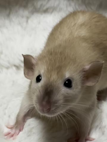 ダンボラット
