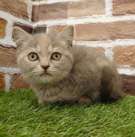 ブリティッシュショートヘア