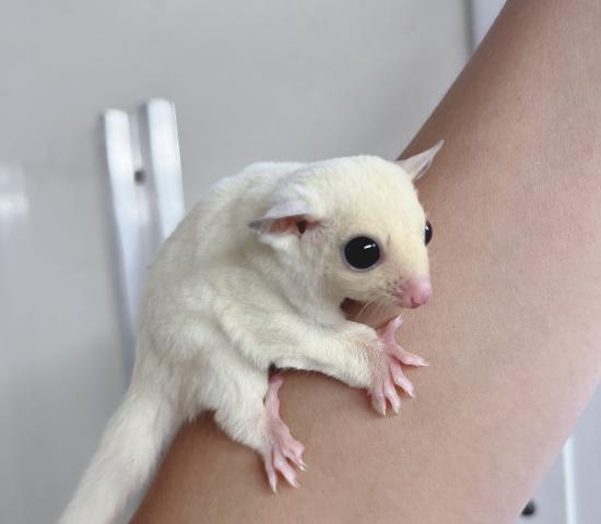 リューシ