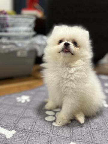 ポメラニアン