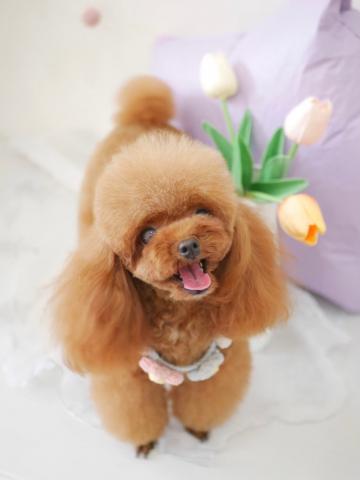 Dog Life Support Adorable