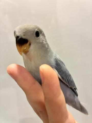 コザクラインコ