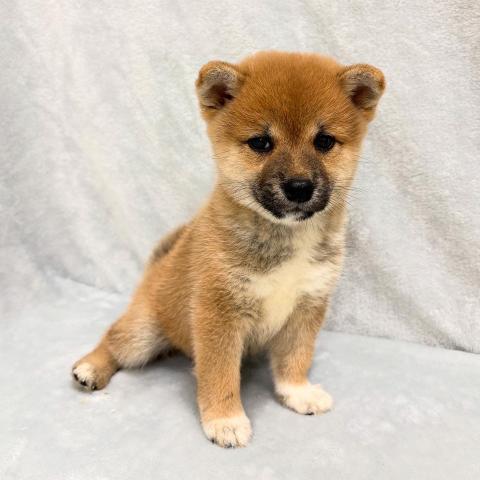柴犬