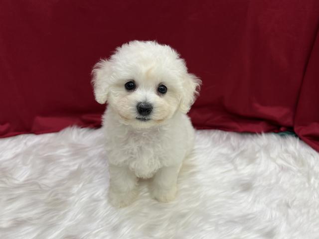 ビションフリーゼ