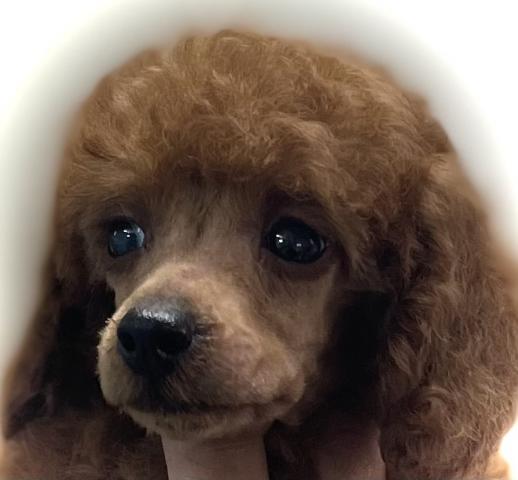 トイプードル🉐総額25万💕タイニープードル✨人気のタイニーちゃん💕素敵な飼い主さん募集中✨