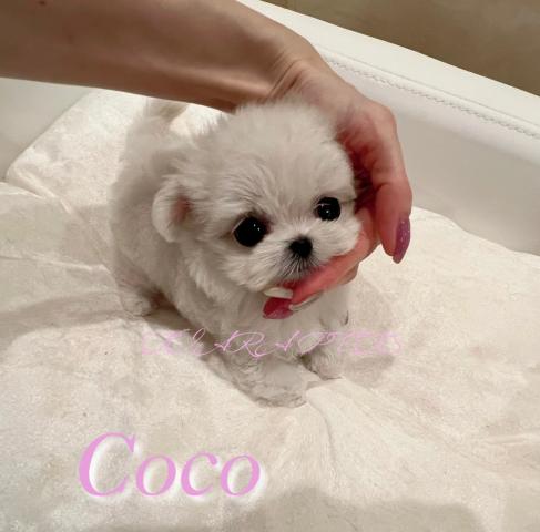 チワマル