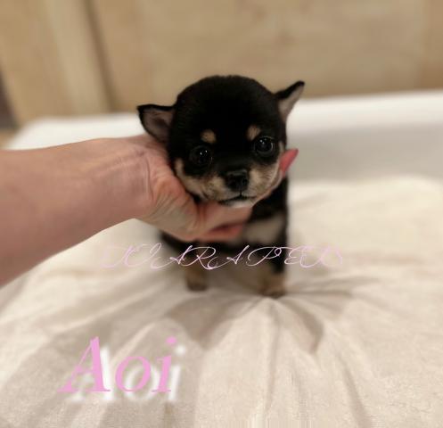 豆柴